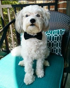 Puppy Bowtie, Glasses Instagram lot 8pcs cute dog